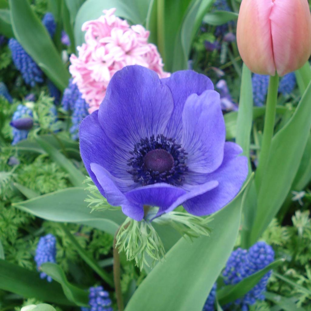 Anemone coronaria Mr Fokker