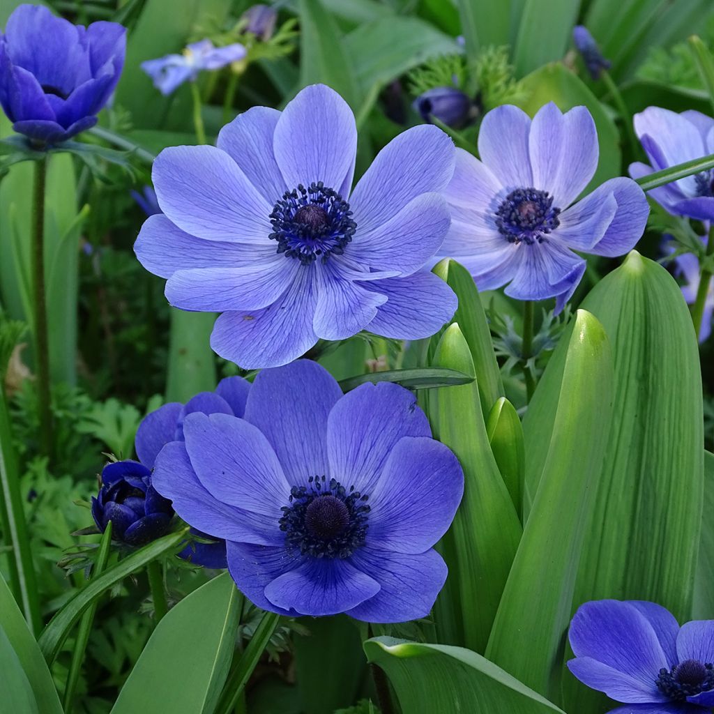 Anemone coronaria Mr Fokker