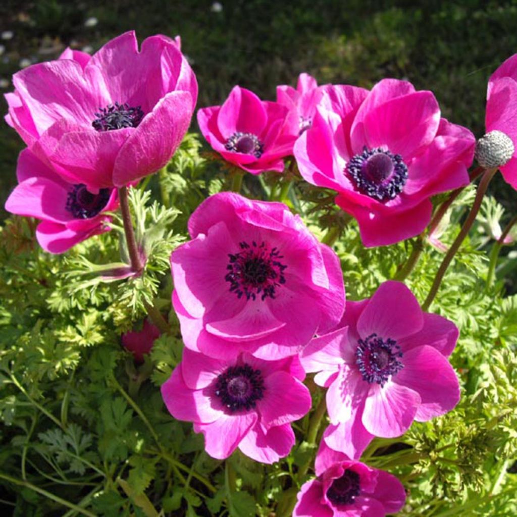 Anemone coronaria Sylphide