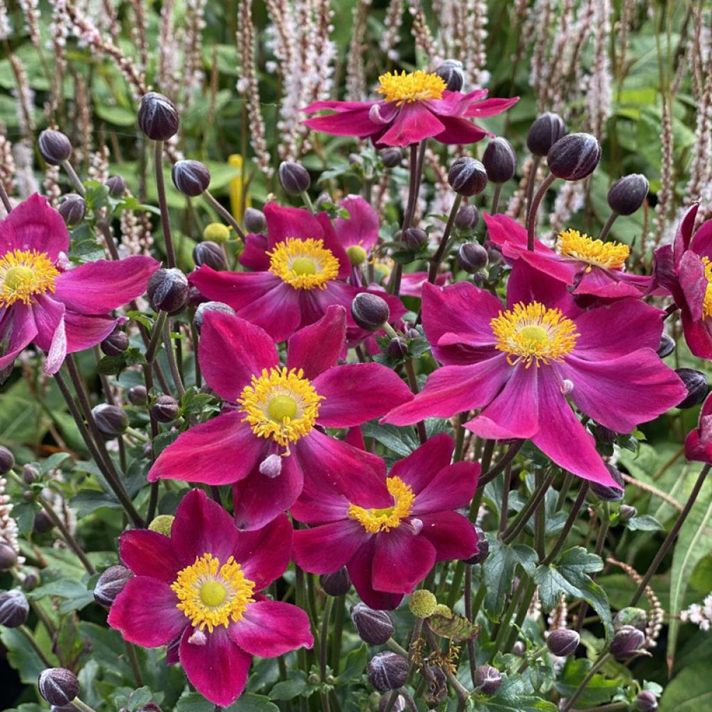 Anemone hupehensis Fantasy Ariel