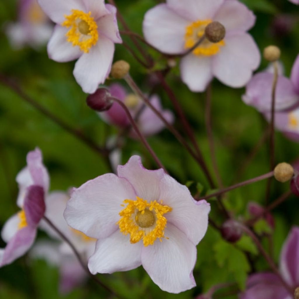 Anemone hybrida Hadspen Abundance