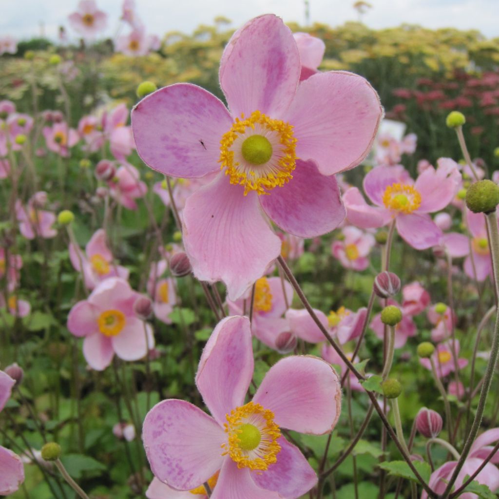 Anemone hupehensis var. japonica Little Princess