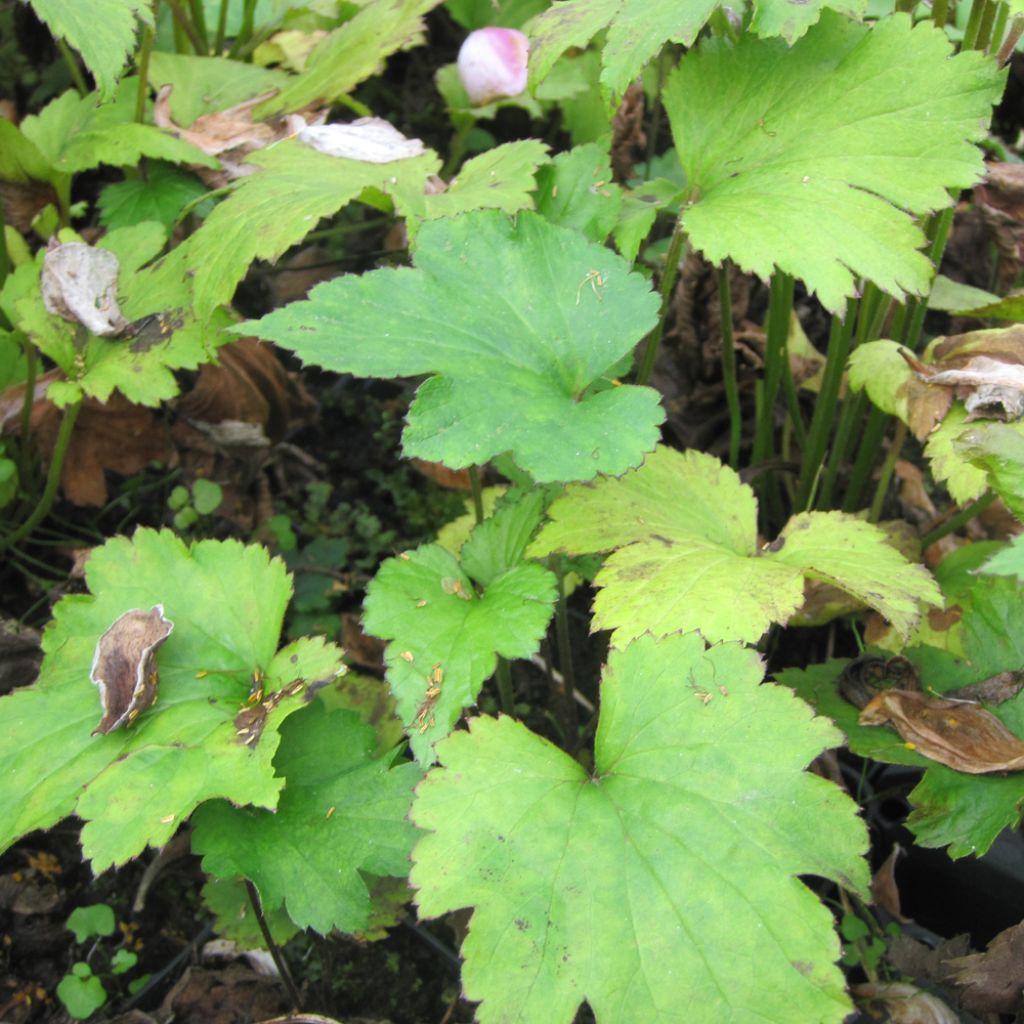 Anemone hupehensis var. japonica Little Princess