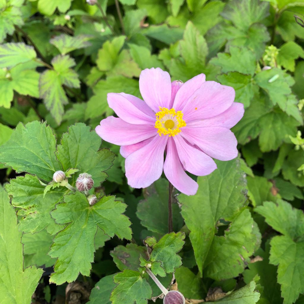 Anemone hupehensis var. japonica Pamina