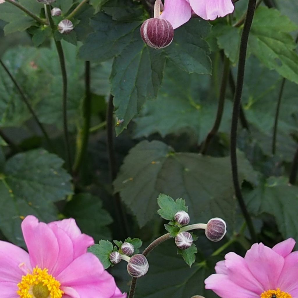 Anemone hybrida Rubra Plena