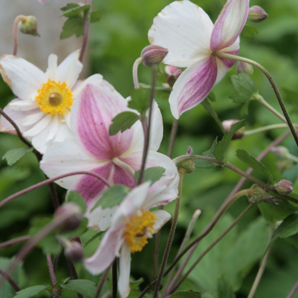 Anemone Dainty Swan - Japanese Anemone