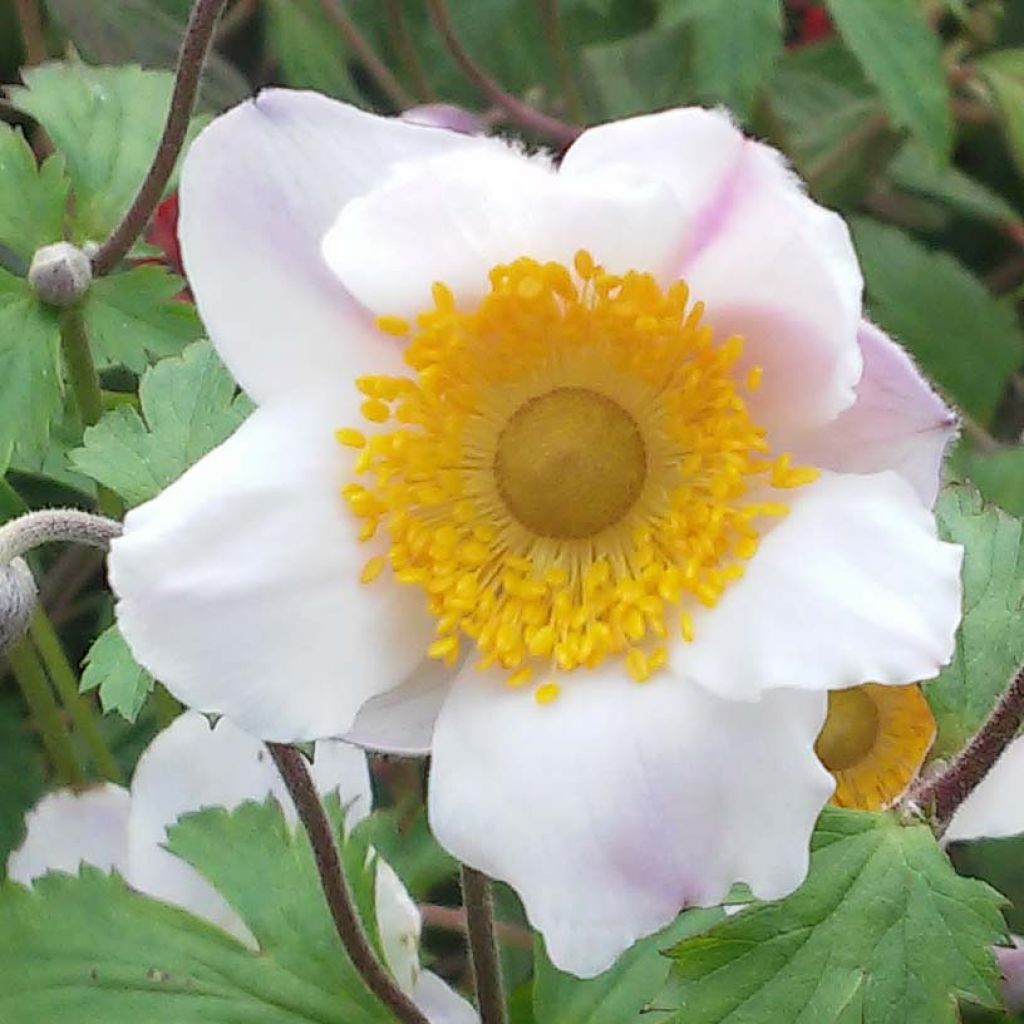 Anemone Elfin Swan - Japanese Anemone