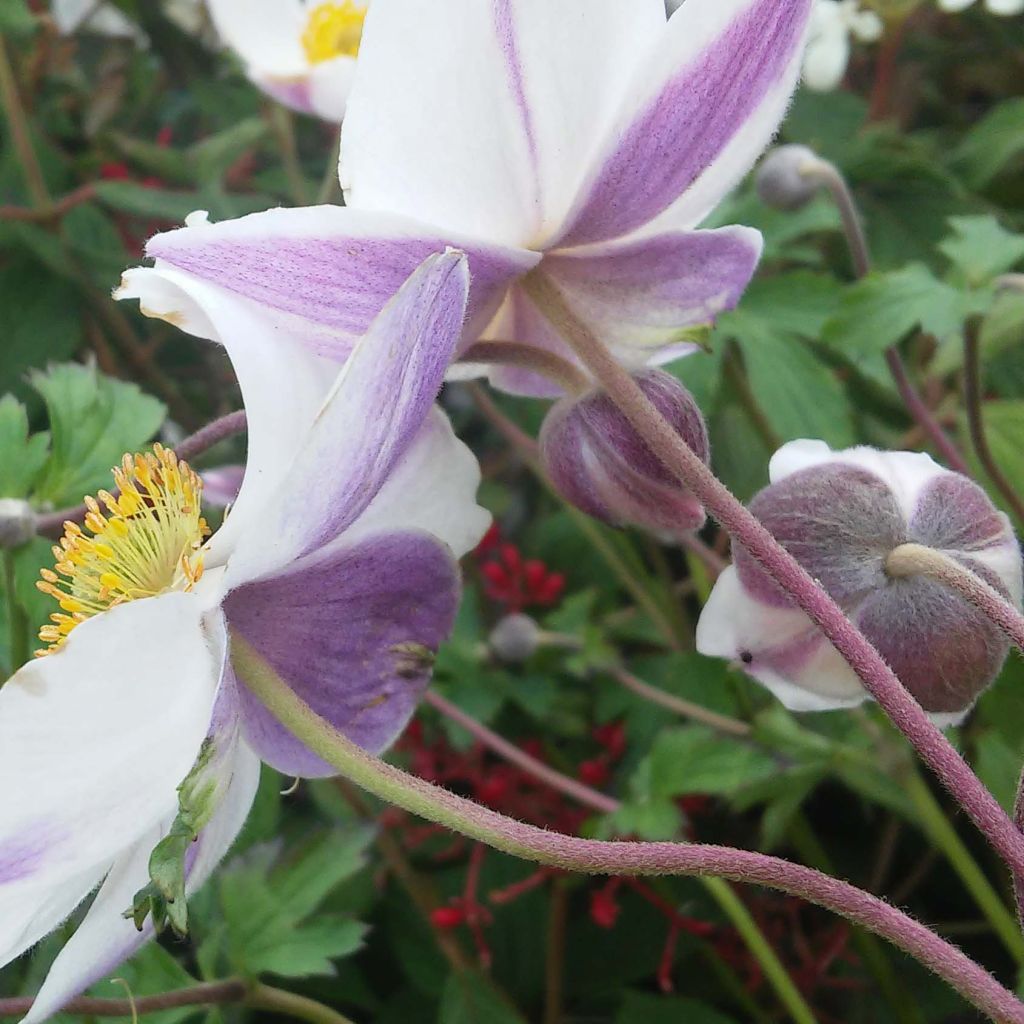 Anemone Elfin Swan - Japanese Anemone
