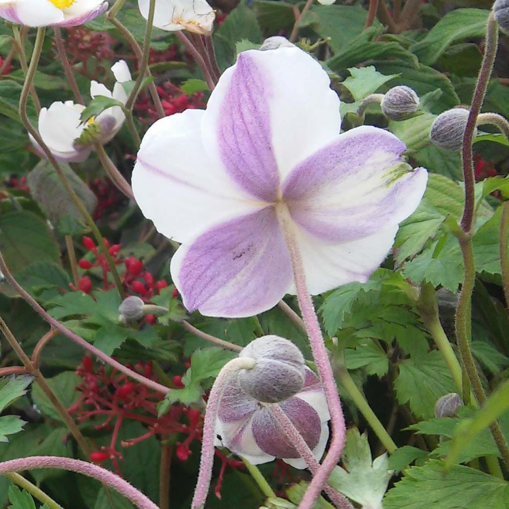 Anemone Elfin Swan - Japanese Anemone