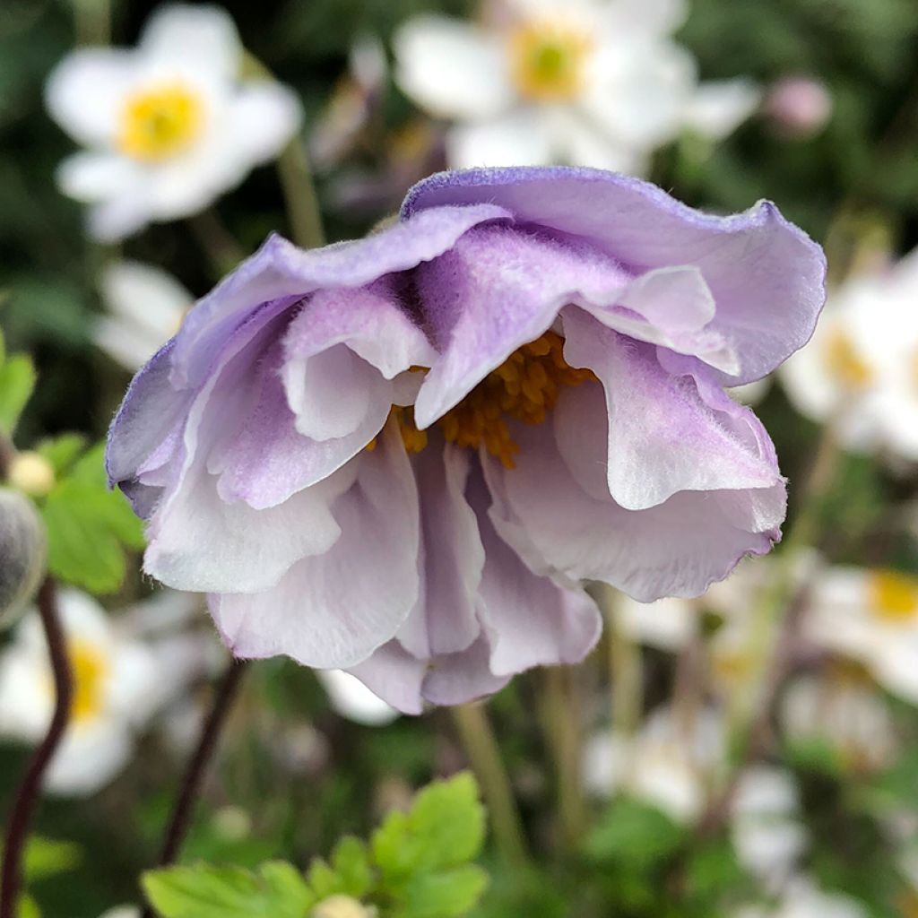 Anemone Elfin Swan - Japanese Anemone