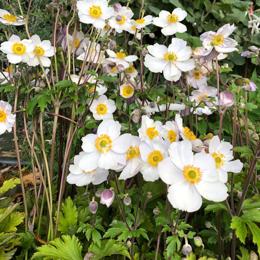 Anemone Elfin Swan - Japanese Anemone