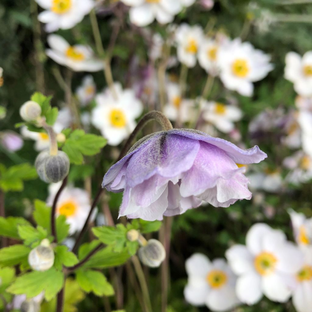 Anemone Elfin Swan - Japanese Anemone