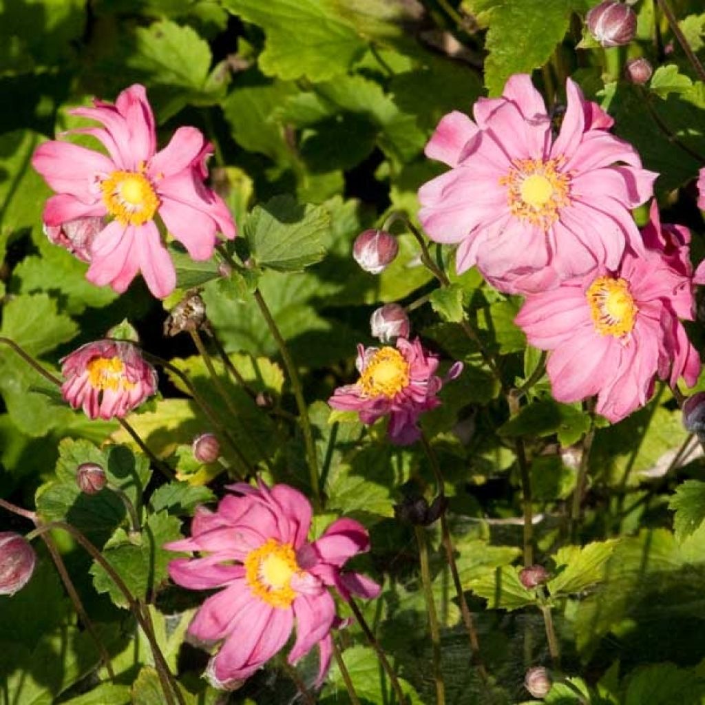 Anemone hybrida Margarete