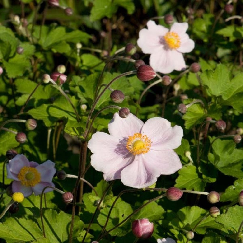 Anemone hybrida Richard Ahrens