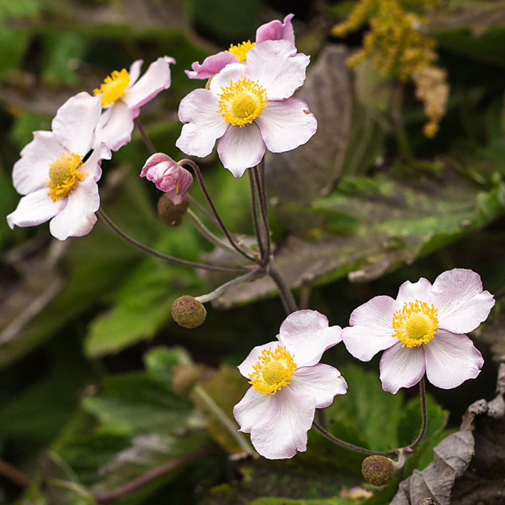 Anemone Regal Swan - Japanese Anemone