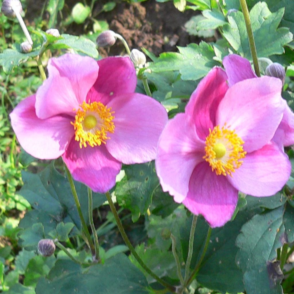 Anemone hupehensis Splendens