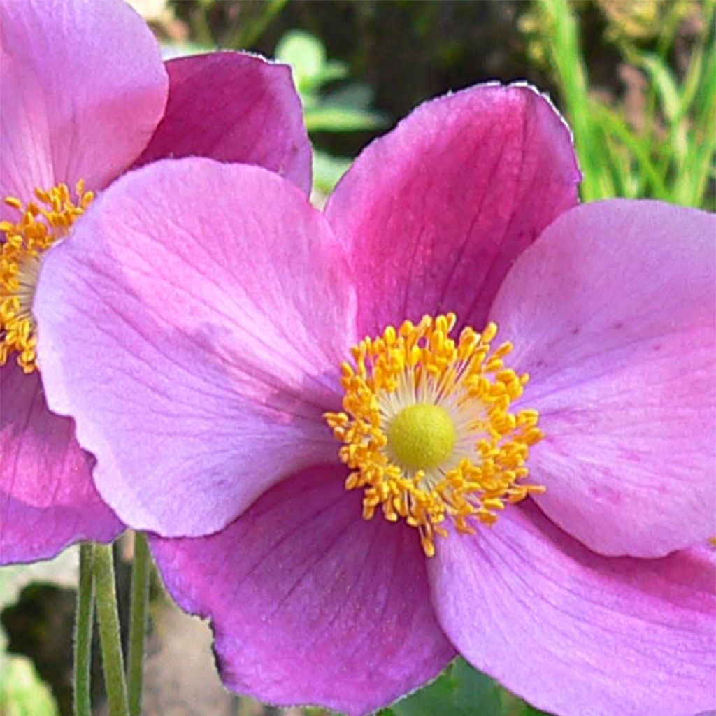 Anemone hupehensis Splendens