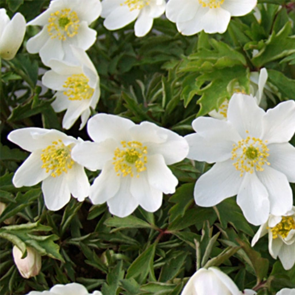 Anemone nemorosa Leeds Variety