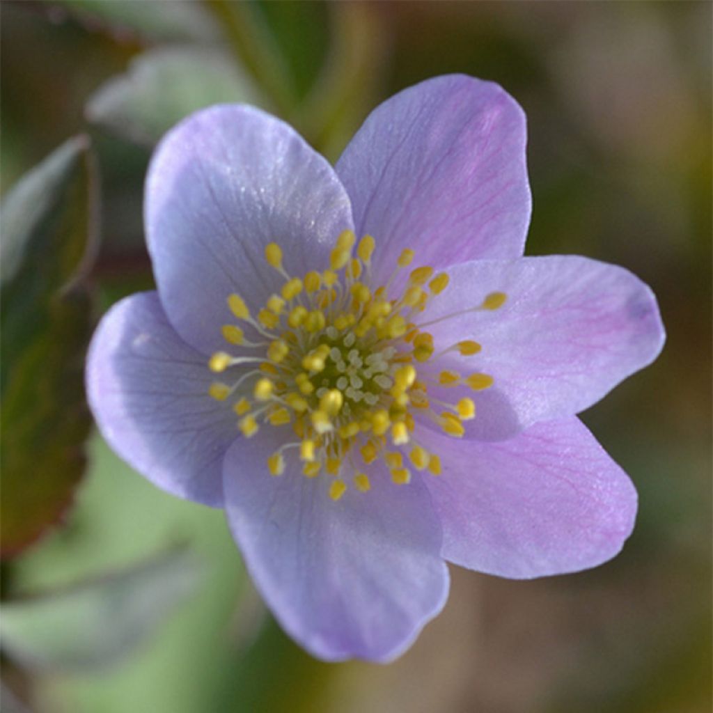 Anemone nemorosa Lucia