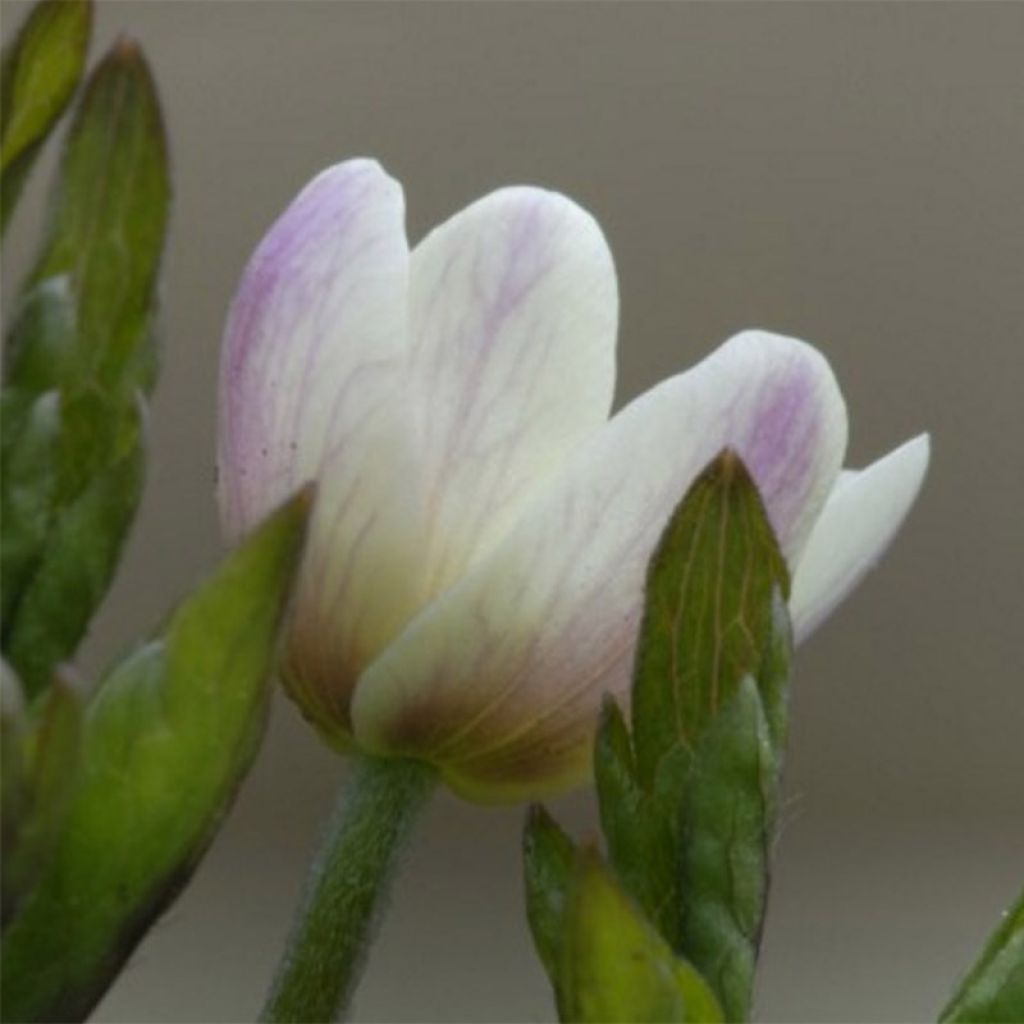 Anemone nemorosa Lucia