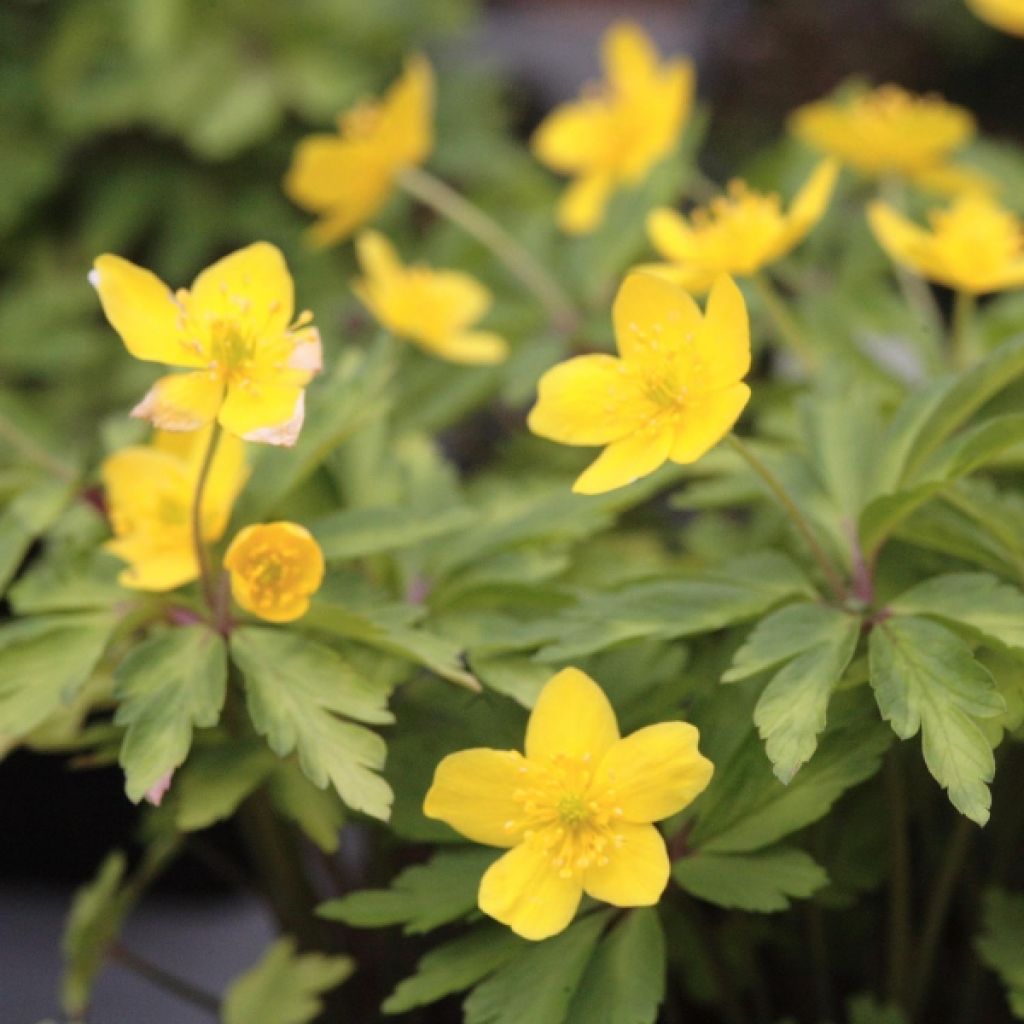 Anemone ranunculoides