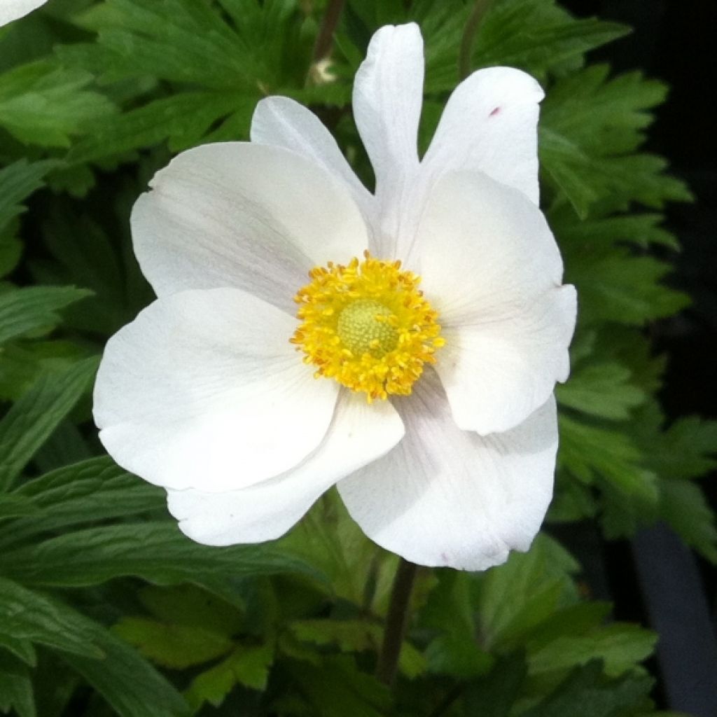 Anemone sylvestris