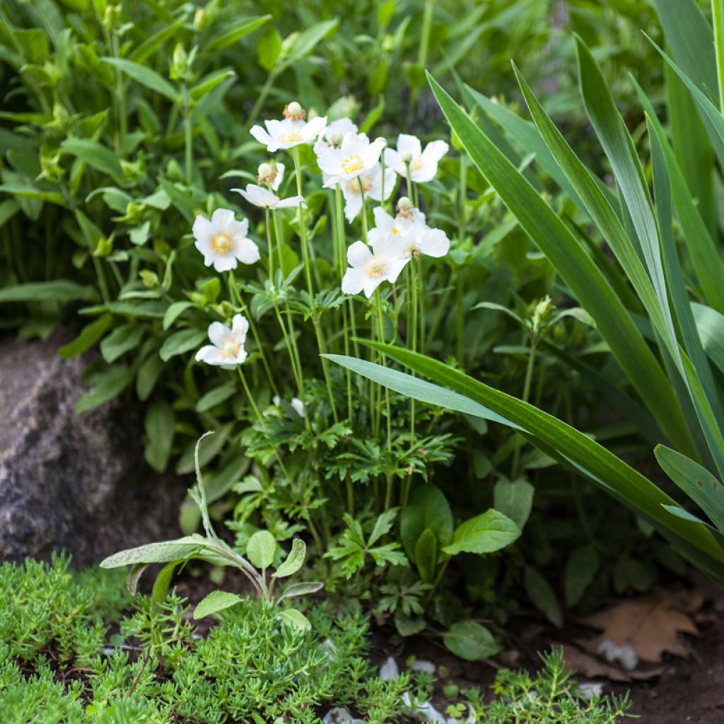 Anemone sylvestris tuber