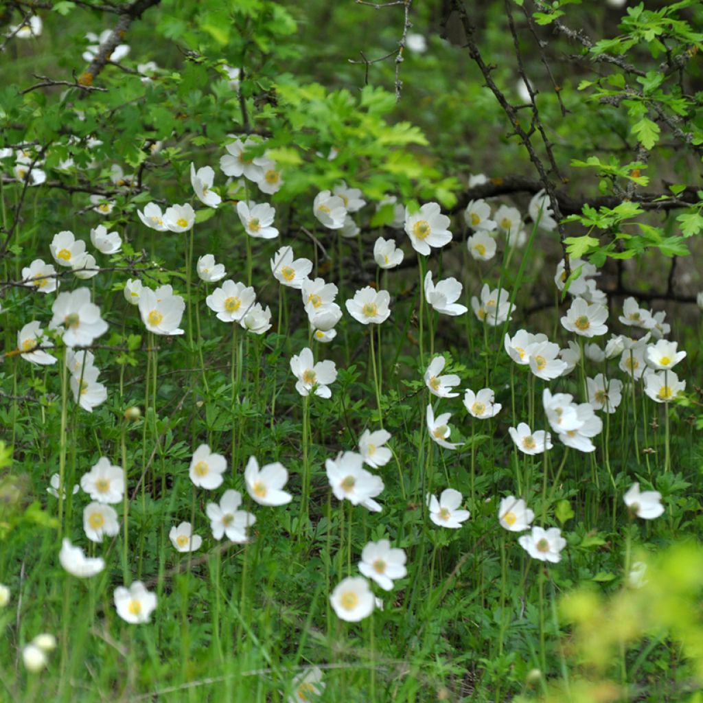 Anemone sylvestris tuber