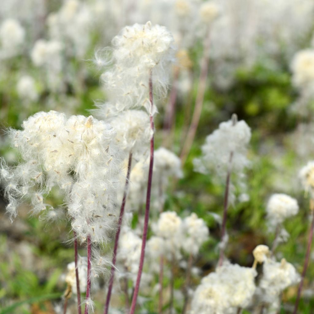 Anemone sylvestris tuber