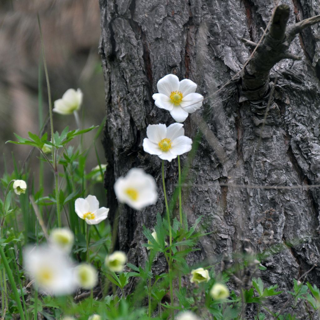 Anemone sylvestris tuber