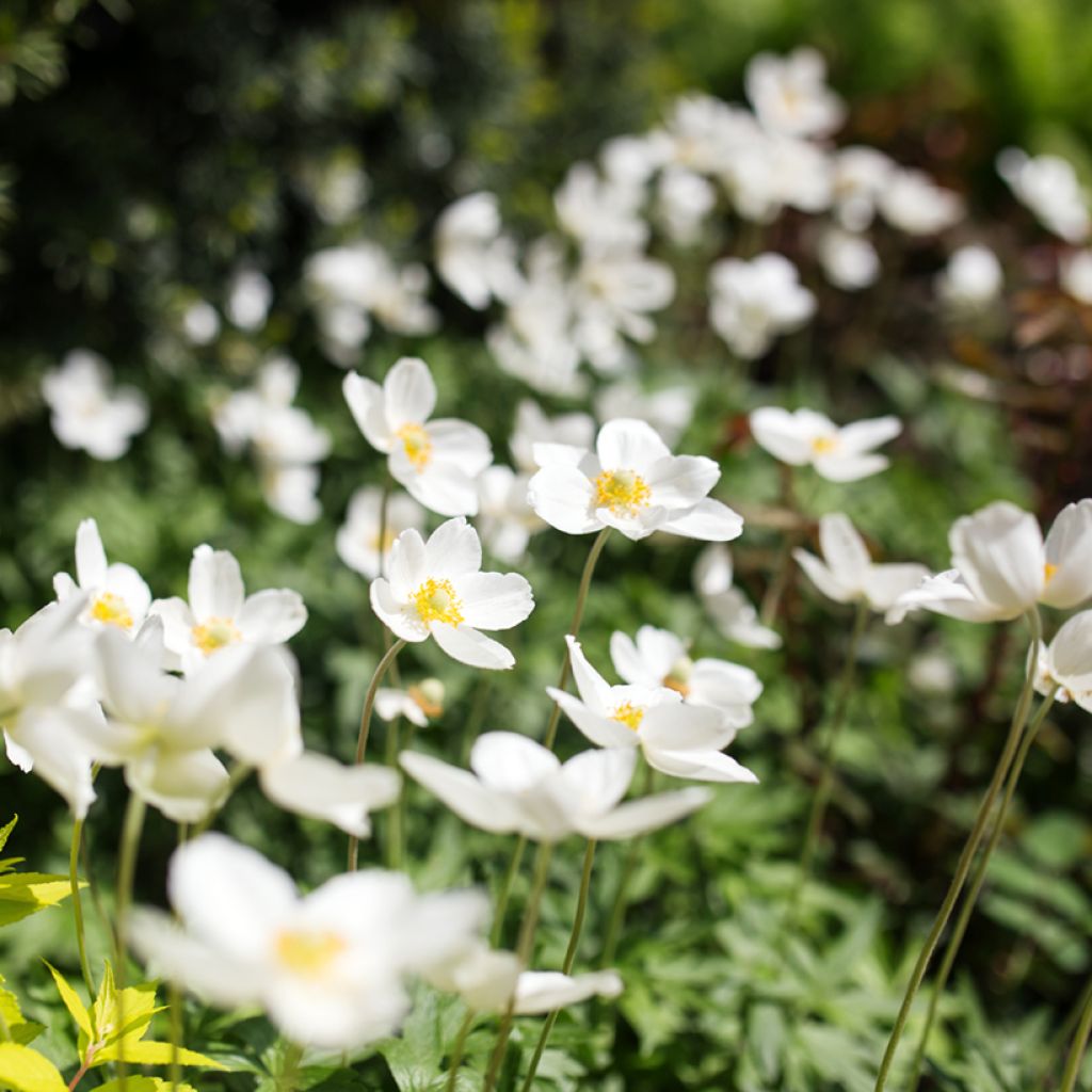 Anemone sylvestris tuber