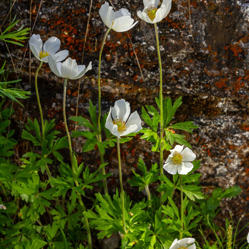 Anemone sylvestris tuber