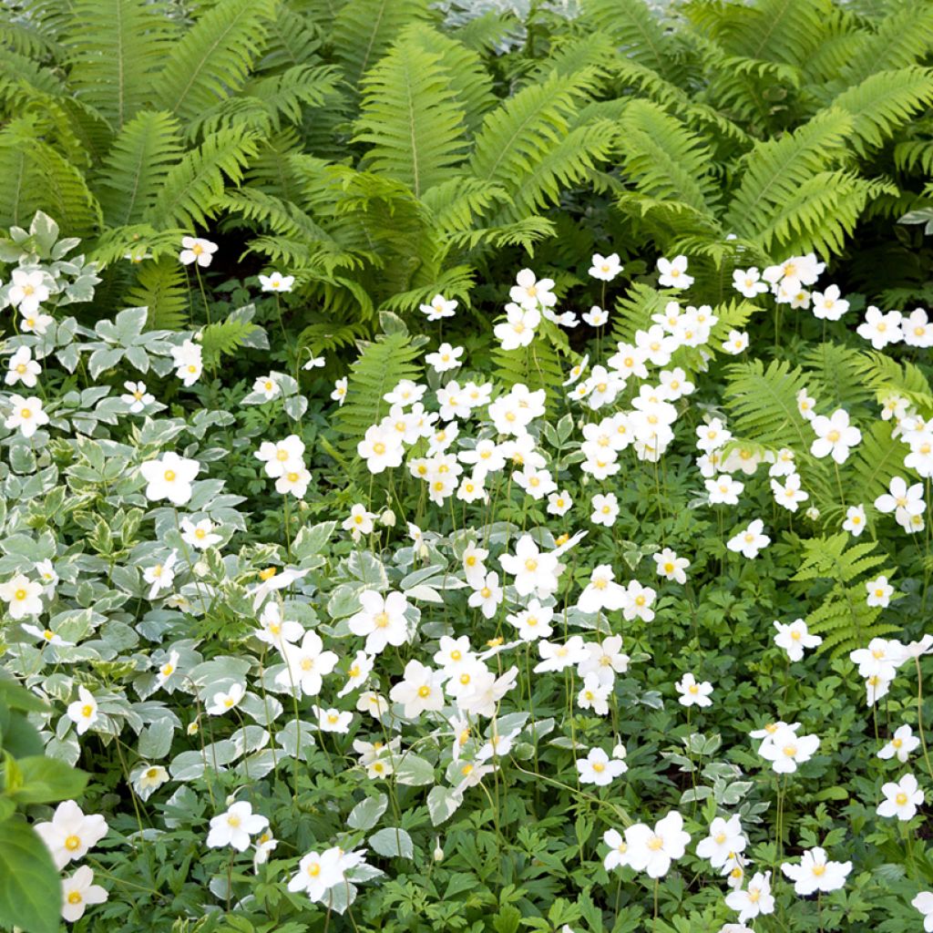 Anemone sylvestris tuber