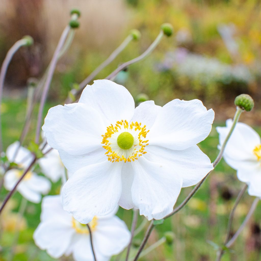 Anemone hybrida Whirlwind