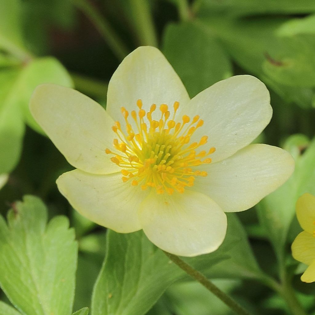 Anemone nemorosa x ranunculoides