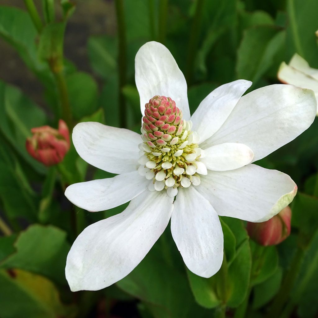 Anemopsis californica