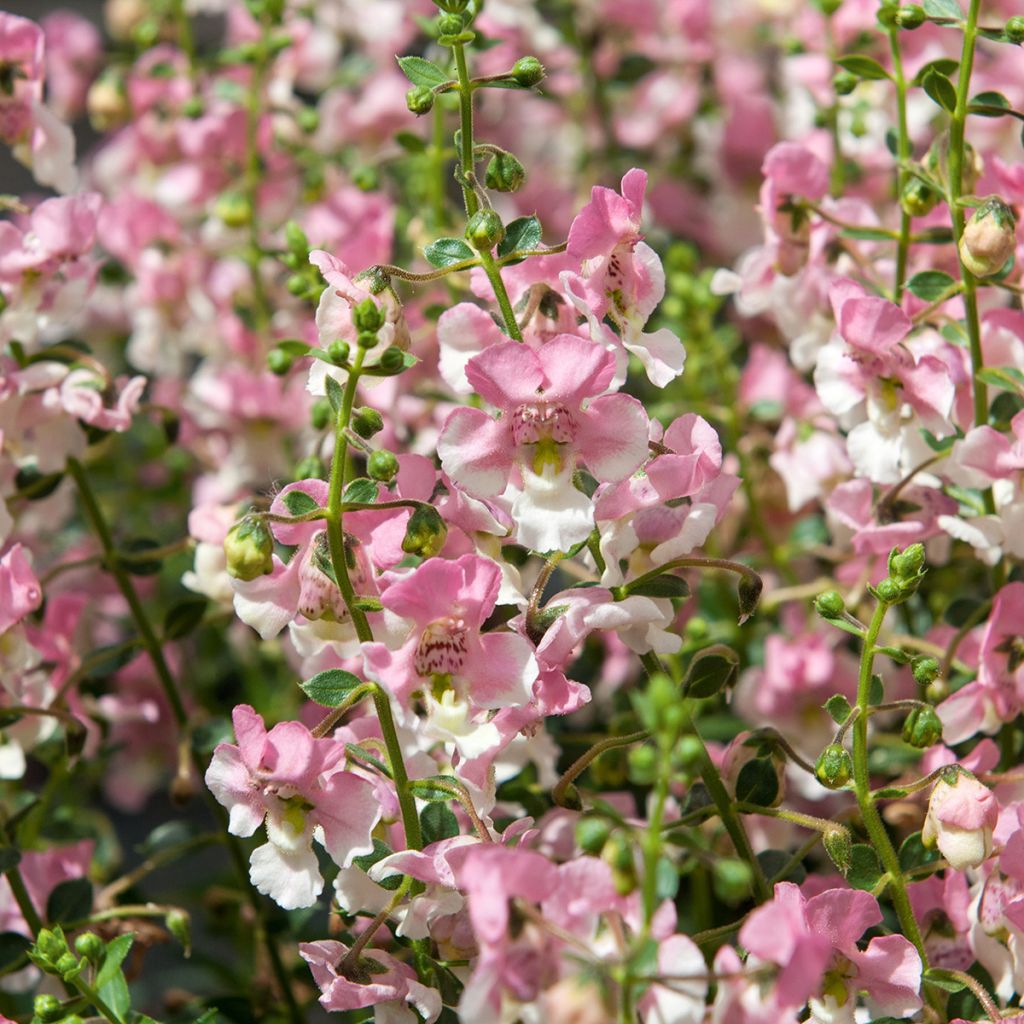 Angelonia Angelface® Wedgewood Pink