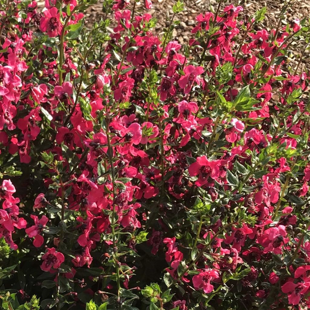 Angelonia angustifolia Archangel Cherry Red