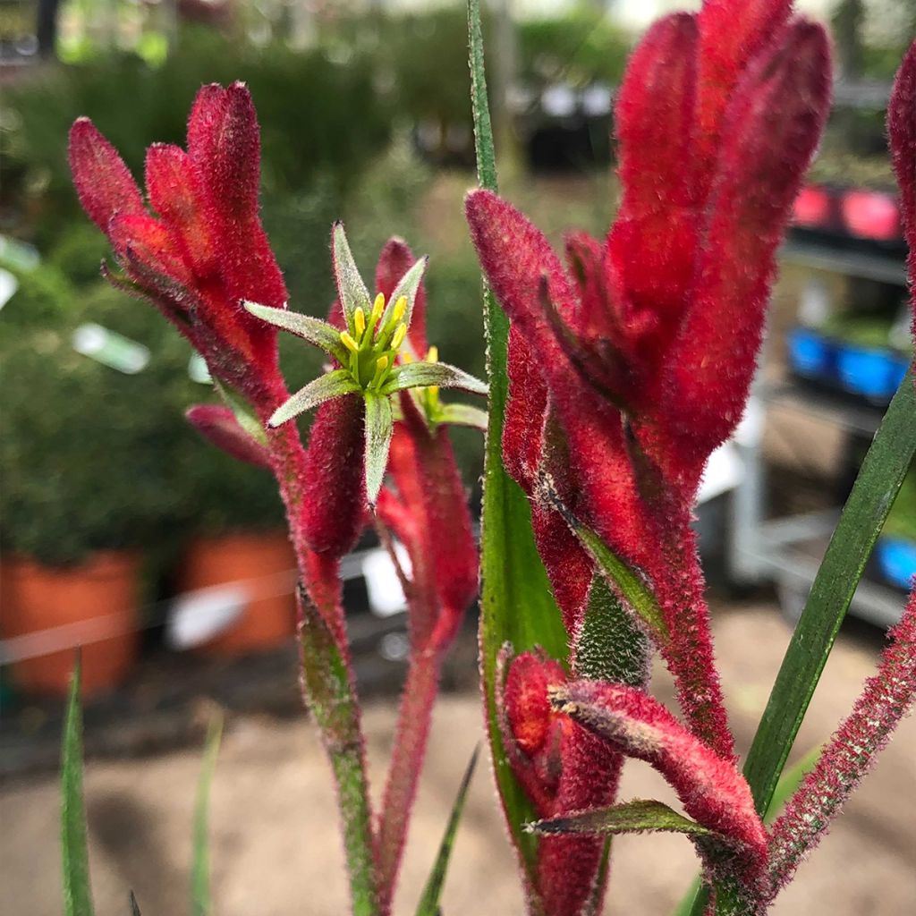 Anigozanthos flavidus Bush Inferno
