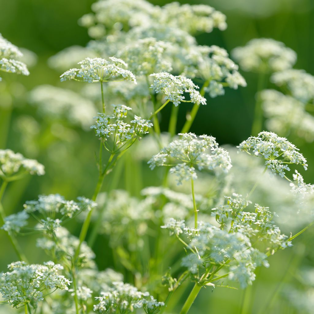 Anise organic seeds - Pimpinella anisum