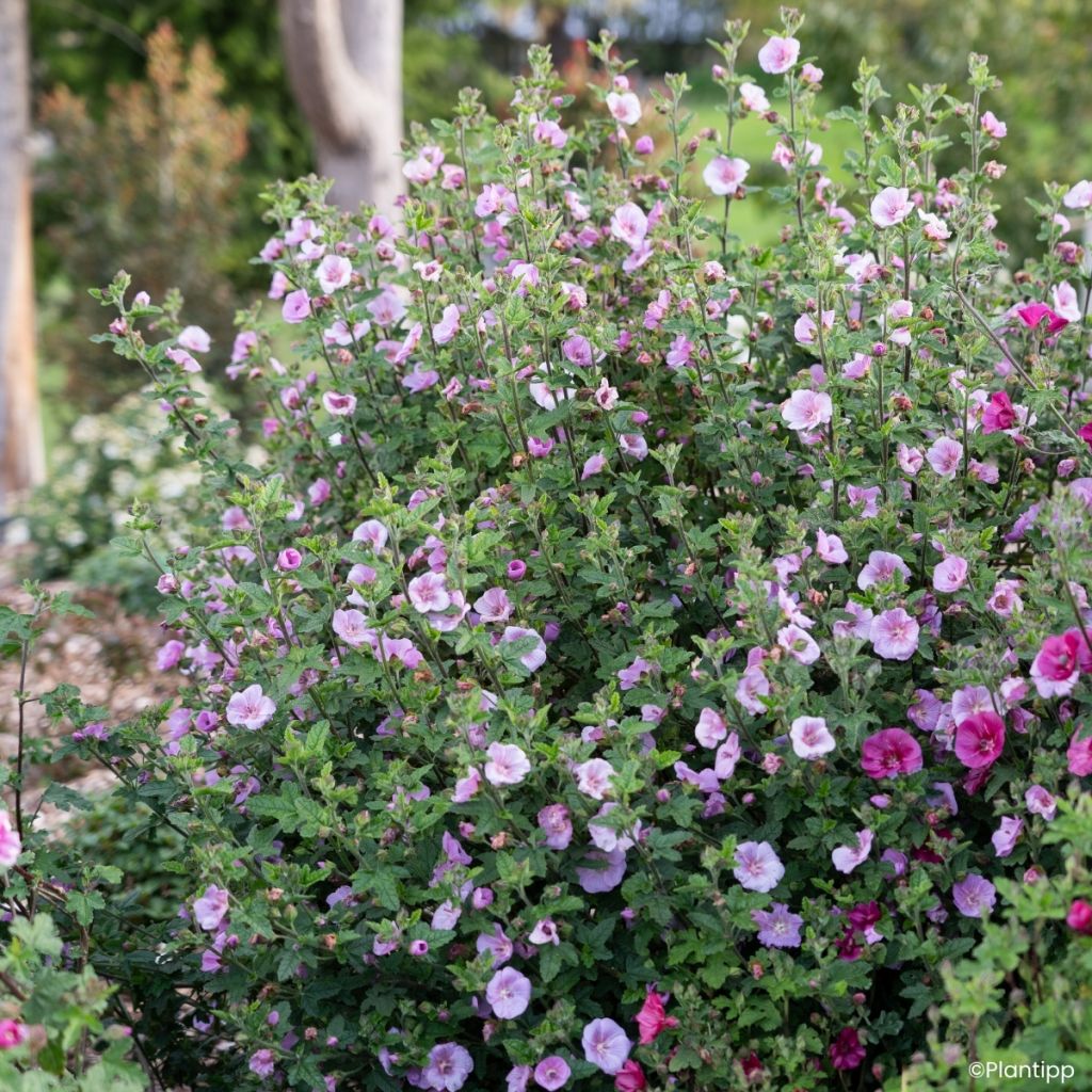 Anisodontea Cotton Candy Pink - Cape mallow