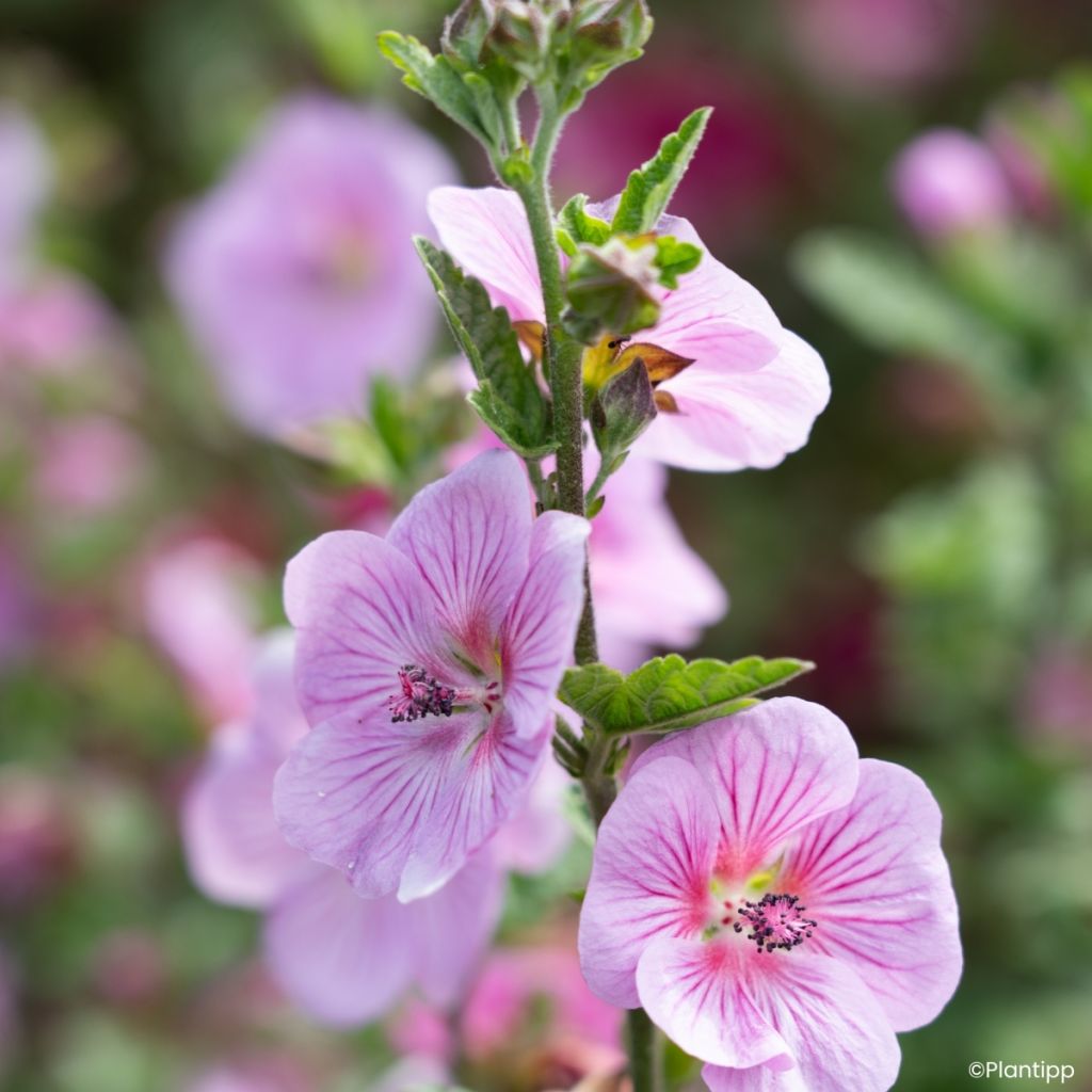 Anisodontea Cotton Candy Pink - Cape mallow