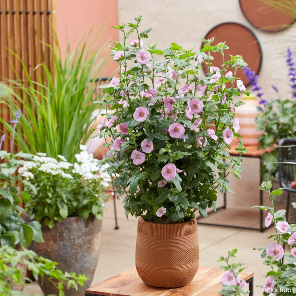 Anisodontea Cotton Candy Pink - Cape mallow