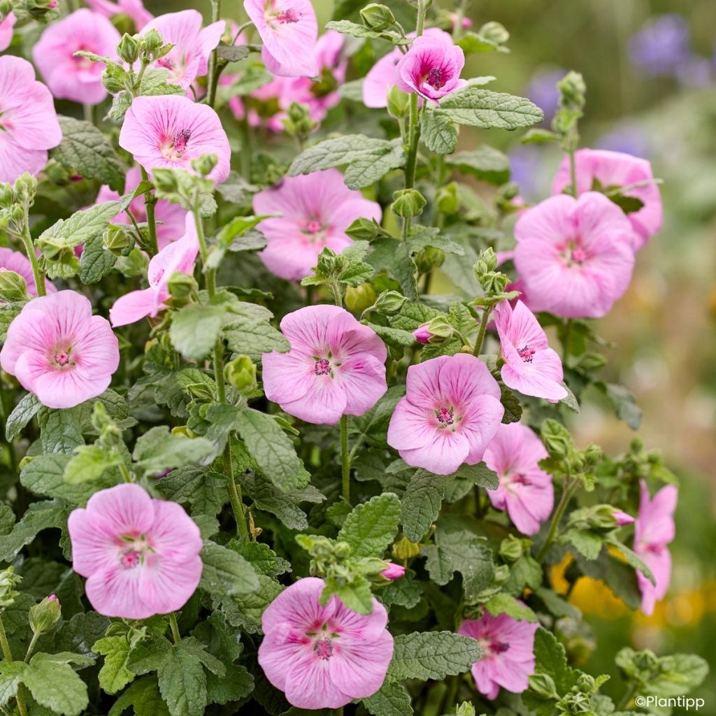 Anisodontea Cotton Candy Pink - Cape mallow
