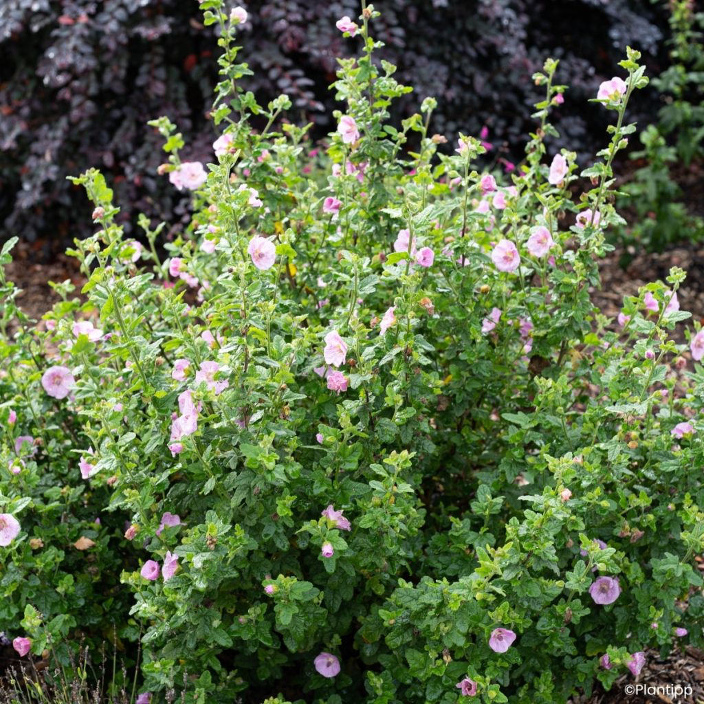Anisodontea Cotton Candy Pink - Cape mallow