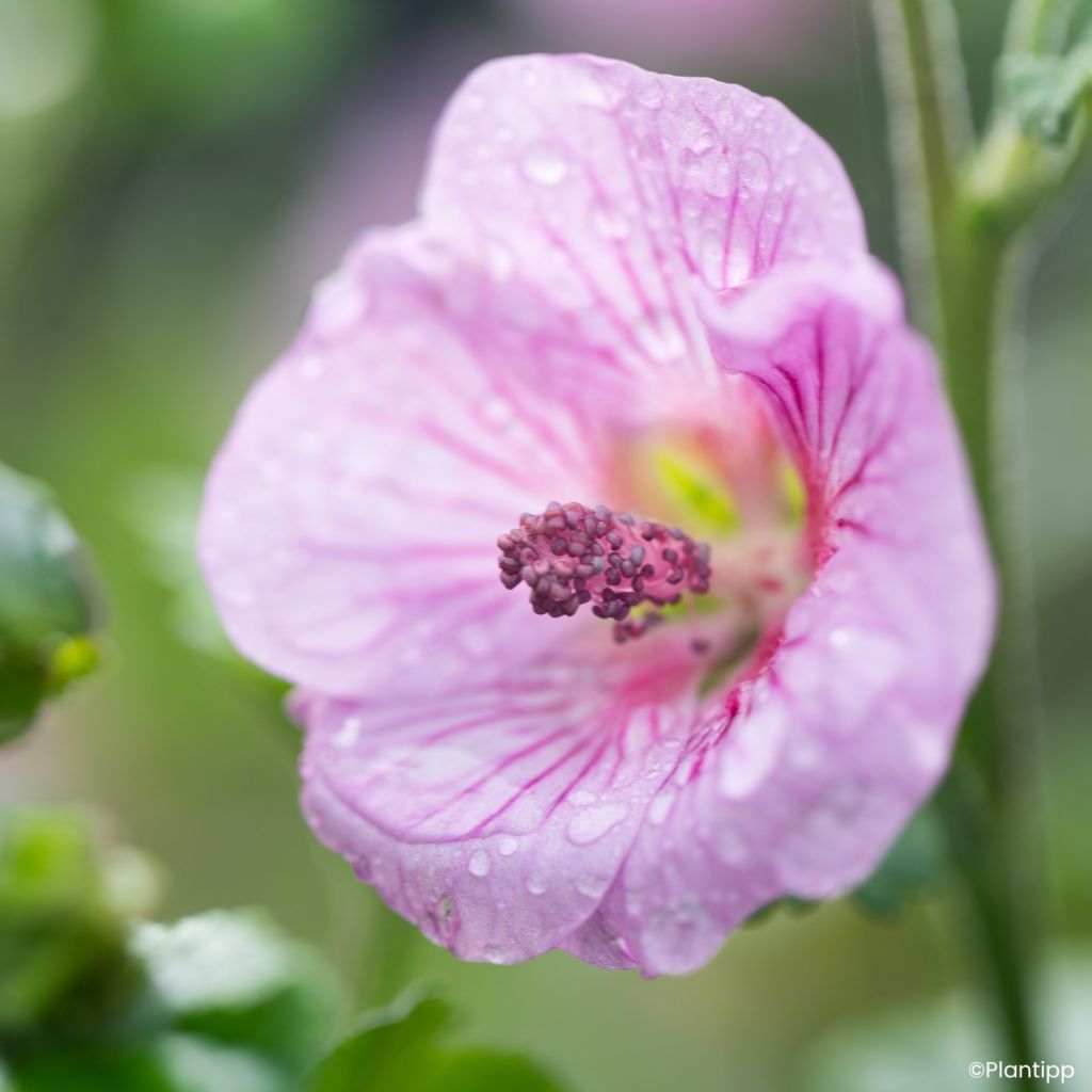 Anisodontea Cotton Candy Pink - Cape mallow