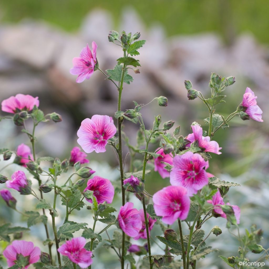 Anisodontea Carnival Lights Celebration - Cape mallow