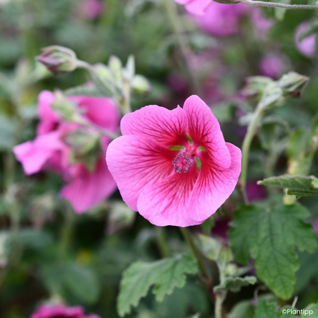 Anisodontea Carnival Lights Celebration - Cape mallow