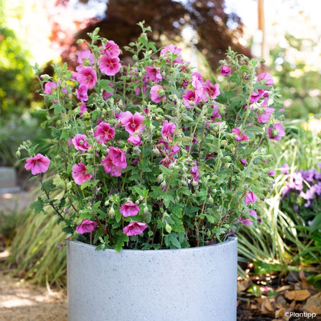 Anisodontea Carnival Lights Celebration - Cape mallow