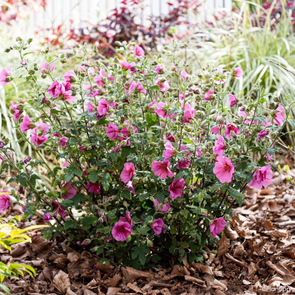 Anisodontea Carnival Lights Celebration - Cape mallow